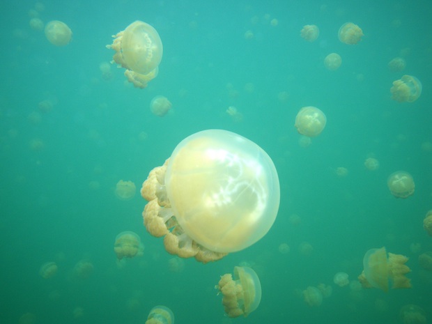 パラオのジェリーフィッシュレイクのクラゲ(Jellyfish Lake in Parau)