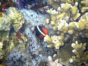 パラオの珊瑚礁の魚