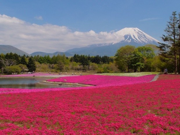 富士山芝桜景色