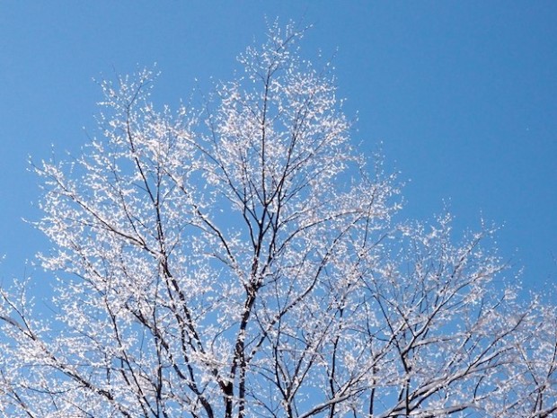 箱根の樹氷