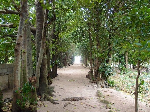 沖縄県国頭郡本部町備瀬のフクギ並木