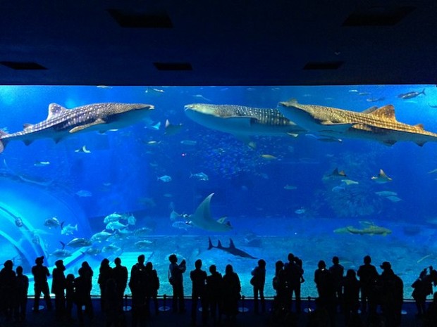 沖縄美ら海水族館の大水槽内のジンベイザメ