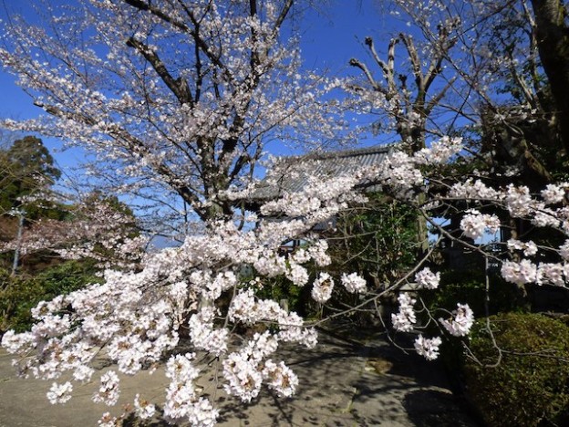 鳥辺山妙見大菩薩妙見堂の桜