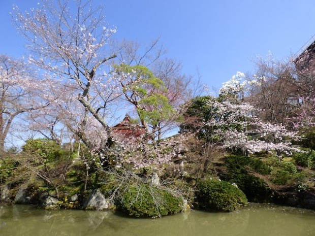 清水寺の西門横の池の桜