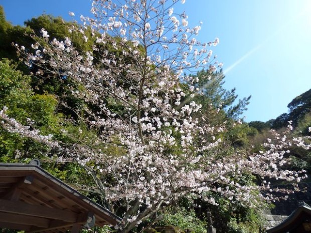 清水寺、阿弥陀堂の前の桜