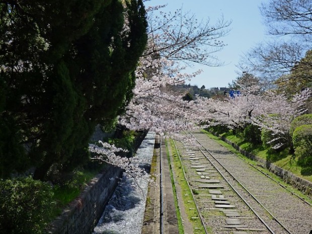 桜の季節の南禅寺前の疎水とトロッコ線路跡