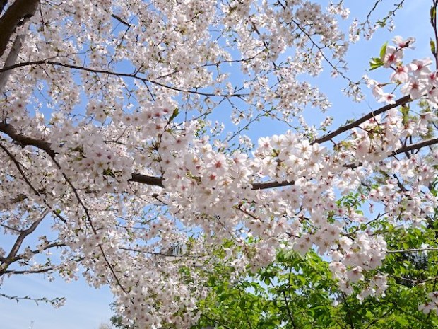 目黒川沿いの桜と春の木