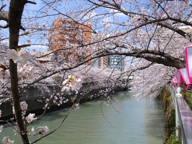 目黒川と桜並木の風景