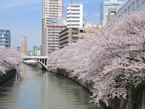 東京目黒川沿いの桜と街並み、東京都目黒区