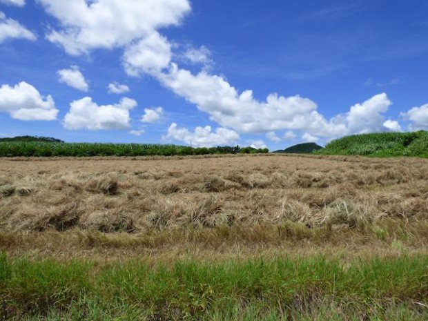 石垣島、野原付近の牧草地