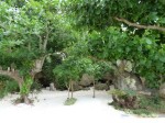 ホテルオリオンモトブリゾート＆スパの琉球庭園の木々