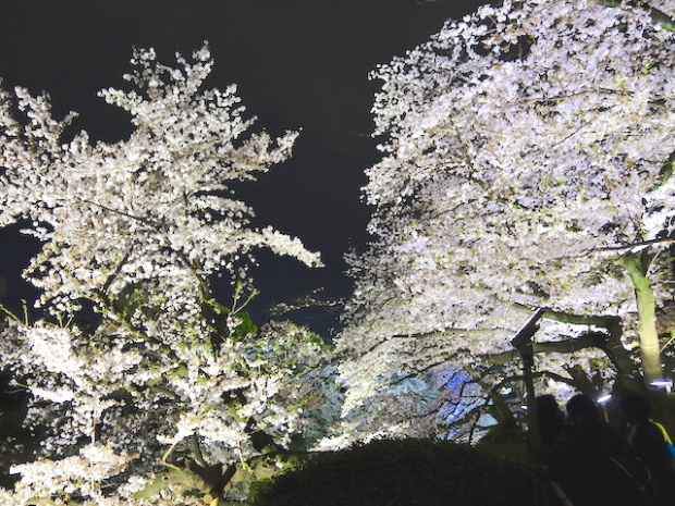 東京千鳥ヶ淵の夜桜2(Cherry blossom at Chidorigafuchi Tokyo, Tokyo)