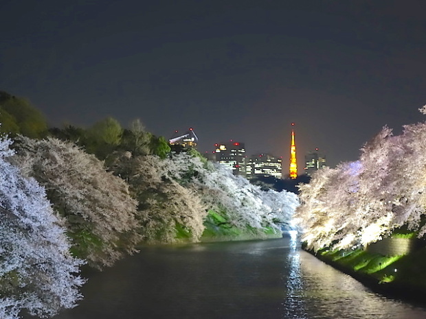 東京千鳥ヶ淵の夜桜3(Cherry blossom at Chidorigafuchi Tokyo, Tokyo)